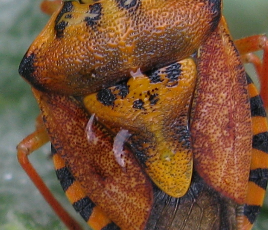 Pentatomidae: Carpocoris pudicus del Lazio (VT)